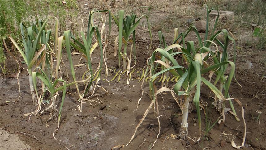  Plants